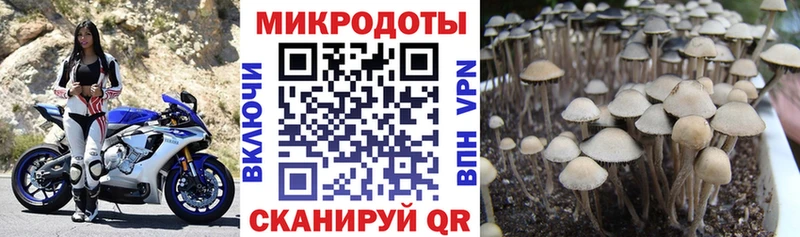 Галлюциногенные грибы мицелий  KRAKEN зеркало  Калининец 